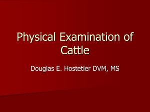 Physical Examination of Cattle Lecture 2
