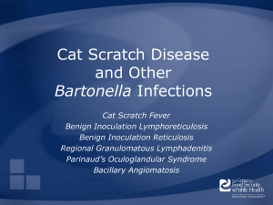 Cat Scratch Disease and Other Bartonella