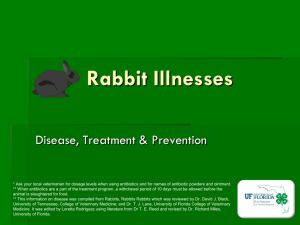 Rabbit Illnesses