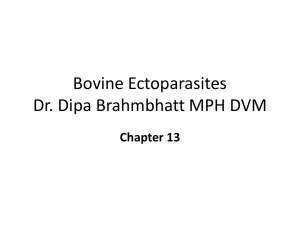 External Parasites - Yola - Dr. Brahmbhatt`s Class Handouts