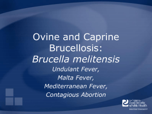 Brucellosis: Brucella melitensis - The Center for Food Security and