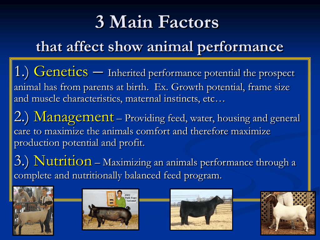 3 Main Factors that affect show animal performance