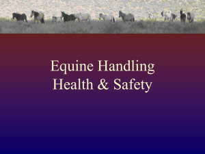Equine Handling Health & Safety
