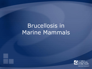 Brucellosis_marine - The Center for Food Security and Public