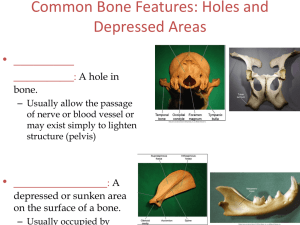 Common Bone Features: Holes and Depressed Areas