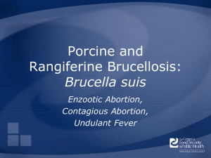 Brucellosis: Brucella suis - The Center for Food Security and Public