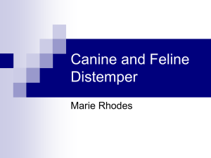Canine and Feline Distemper