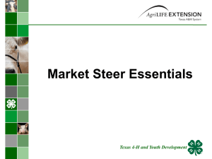 Market Steer Essentials - Texas 4