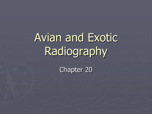 Ch. 20-Avian and Exotic Radiography