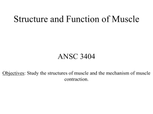 Structure and Function of Muscle