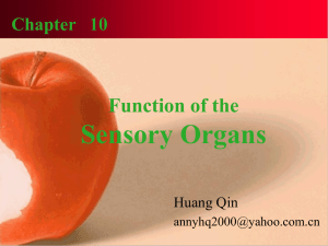 C9 Function of the Sensory Organs