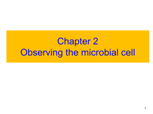 Observing the microbial cells