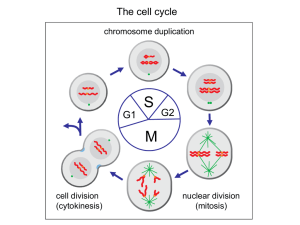 Cell Cycle 1