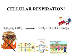 Lecture 22: Cellular Respiration