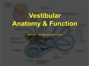 Vestibular Anatomy & Function