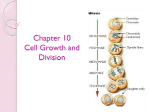 Chapter 8: Cell Division and Growth