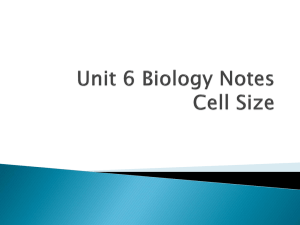 Unit 6 Biology Notes Cell Size