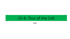 Ch 6 Cells