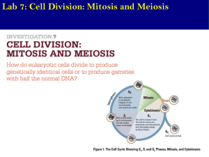 Lab 7: Cell Division: Mitosis and Meiosis