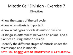 Mitotic Cell Division - Exercise 7