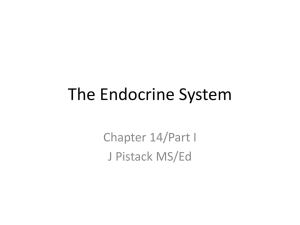 PPT14Chapter14TheEndocrineSystemPartI