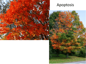 Apoptosis Autophagy