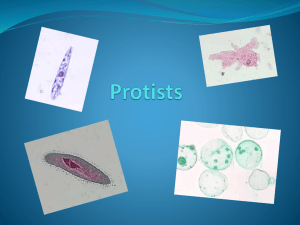 Protists - SciencePLC