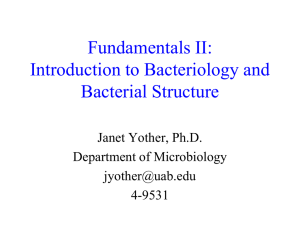 Bacterial Structure - UAB School of Optometry