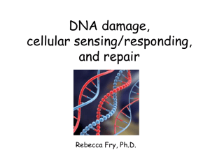 Stress Responses and Checkpoints for DNA Damage