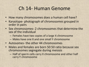 Ch 14- Human Genome