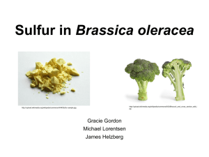 Media:Sulfur_Broccoli