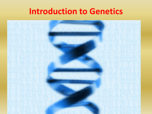 Mendel`s Genetics and Meiosis