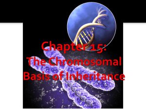 Chapter 15 - The Chromosomal Basis of Inheritance