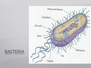 Bacteria