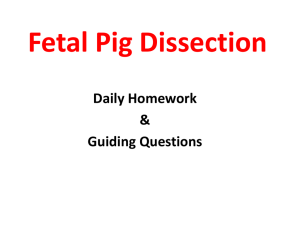 Fetal Pig GQ_s _ Daily Hmwk