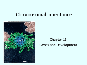 Chromosomal inheritance - California Lutheran University