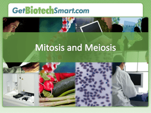 Mitosis Meiosis - Get Biotech Smart