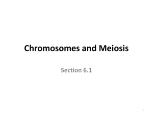 Section 6.1: Chromosomes and Meiosis