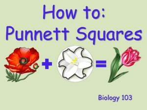 How to: Punnett Squares