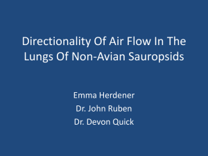 Directionality Of Air Flow In The Lungs Of Non