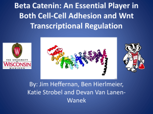 Beta Catenin: An Essential Player in Both Cell-Cell Adhesion