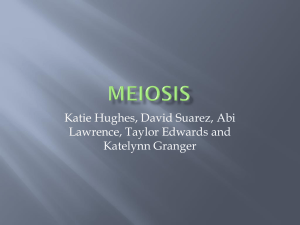 Meiosis - Parrott