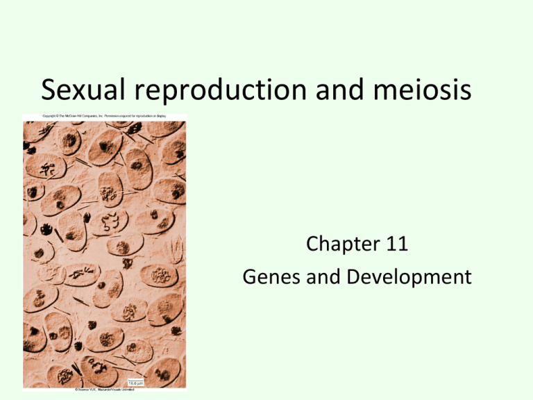 Sexual Reproduction Chapter 11 0983