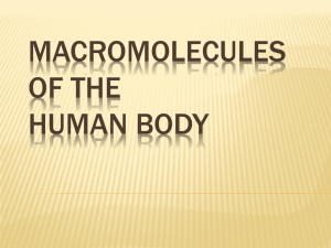 Macromolecules of the Human Body