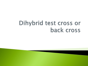 Dihybrid test cross or back cross