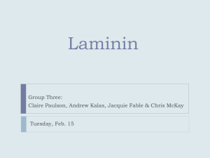 Laminin presentation Tuesday
