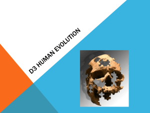 D3 Human Evolution