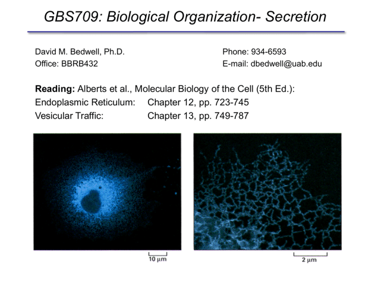 The Secretory Pathway