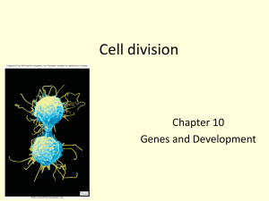 Cell division (Chapter 10) - California Lutheran University
