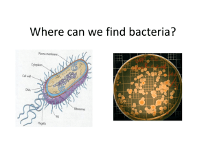 Bacteria Presentation Powerpoint (ppt)